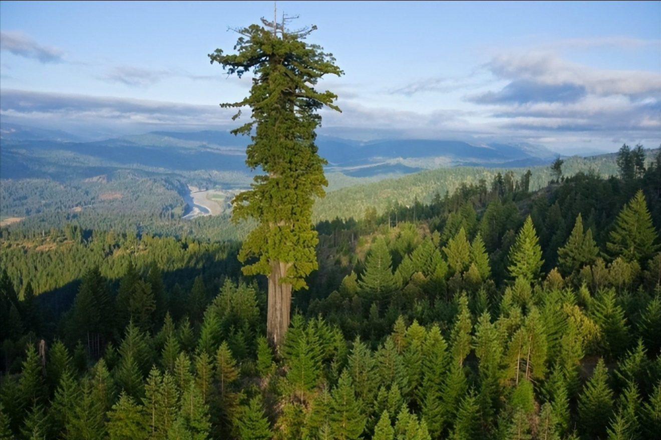 地球上最古老的生物之一「 巨杉」 | 霍克天馬行空之地球村美語就是個小美國