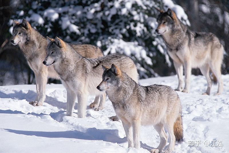 世界上狼的排名_目前世界上最大的狼_狼目前数量